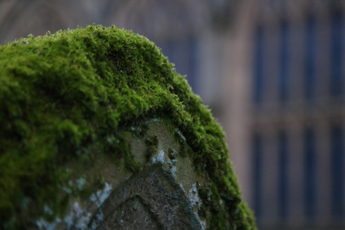 lichen on headstone